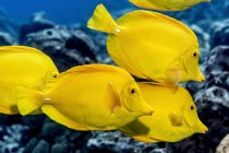Scuola Yellow Tang (Zebrasoma flavescens) al largo della costa di Kona; Isola delle Hawaii, Hawaii, Stati Uniti d'America — Foto stock
