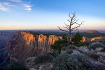 Um vulcão extinto perto da borda do Grand Canyon ao pôr do sol e uma árvore morta em primeiro plano; Arizona, Estados Unidos da América — Fotografia de Stock