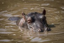 Hipopótamo (anfibio hipopótamo) vadeando hasta el cuello en la piscina, Parque Nacional del Serengeti; Tanzania - foto de stock