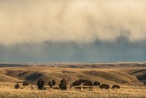 Bison em Grasslands National Park, Saskatchewan, sob um céu tempestuoso; Val Marie, Saskatchewan, Canadá — Fotografia de Stock