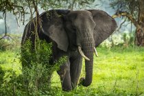 Elefante africano (Loxodonta africana) recoge ramas frondosas en claro, cráter de Ngorongoro; Tanzania - foto de stock