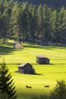 Wooden barns in grassy alpine meadow with cows and trees in the background; Sesto, Bolzano, Italy — Stock Photo