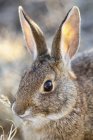 Nahaufnahme eines Kaninchens, das Gras isst, Sacramento National Wildlife Refugium; Kalifornien, Vereinigte Staaten von Amerika — Stockfoto
