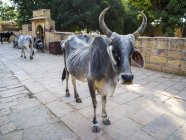 Uma vaca com chifres olhando para a câmera; Jaisalmer, Rajasthan, Índia — Fotografia de Stock