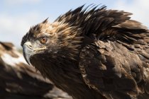 Retrato de close-up de uma águia cazaque; Ulaanbaatar, Ulaanbaatar, Mongólia — Fotografia de Stock