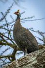 Helmeted guineafowl ( Numida meleagris ) staring ahead from thick branch, Serengeti National Park; Tanzania — Stock Photo