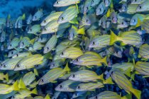 Schooling Bluestripe Snappers (Lutjanus kasmira), une espèce délibérément introduite dans les eaux hawaïennes et maintenant considérée comme envahissante, au large de la côte de Kona ; île d'Hawaï, Hawaï, États-Unis d'Amérique — Photo de stock