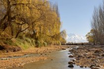 Warm autumn scene of willow trees hanging over a stream. Snow-capped mountains stand on the horizon against a clear blue sky; Tupungato, Mendoza, Argentina — Stock Photo