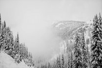 Forêts sur les montagnes couvertes de neige dans le brouillard, Whitewater Resort ; Nelson, Colombie-Britannique, Canada — Photo de stock