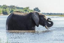 African Bush Elephant (Loxodonta africana) standing in river folds up trunk; Botswana — Stock Photo