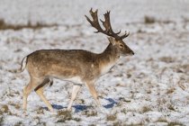 Fallow deer ( dama dama ) stag walking in snowy park; London, England — Stock Photo