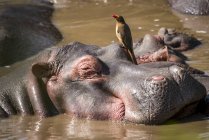 Close-up do hipopótamo (hipopótamo anfíbio) com um pica-nozes-de-bico-vermelho (Buphagus erythrorhynchus) na cabeça, Parque Nacional Serengeti; Tanzânia — Fotografia de Stock