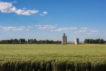 Un champ d'orge irrigué au début de l'été avec des silos à grains en arrière-plan, dans l'est de l'État de Washington ; Waitsburg, Washington, États-Unis d'Amérique — Photo de stock