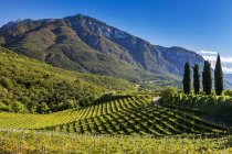 Weinrebenreihen auf sanften Hügeln mit Bergen im Hintergrund und blauem Himmel; Calder, Bozen, Italien — Stockfoto
