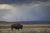 Bisonte (bisonte bisonte) caminando en las praderas, Parque Nacional de Pastizales; Saskatchewan, Canadá - foto de stock