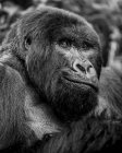 Black and white close-up portrait of a gorilla; Northern Province, Rwanda — Stock Photo