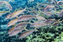 Peixes-bodes-amarelados (Mulloidichthys flavolineatus e vanicolensis) com escolaridade ao largo da costa de Kona; Ilha do Havaí, Havaí, Estados Unidos da América — Fotografia de Stock