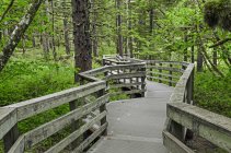 Wooden boardwalk on Forest Loop Trail through a Spruce-hemlock forest in Bartlett Cove, Glacier Bay National Park and Preserve; Alaska, United States of America — Stock Photo