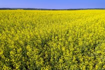 Flowering canola field with rolling hills and blue sky in the background, North of Sylvan Lake; Alberta, Canada — Stock Photo