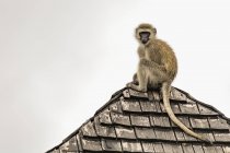 Vervet monkey (Chlorocebus pygerythrus) stares down from tired rooftop, Tarangire National Park; Tanzania — стоковое фото