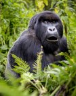 A Gorilla from the Giranzea Gorilla family sitting in the lush foliage with it's mouth open; Northern Province, Rwanda — Stock Photo