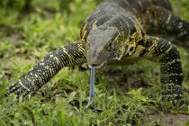 Close-up de lagarto monitor (Varanus varius) com língua para fora, Tarangire National Park; Tanzânia — Fotografia de Stock