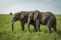 Два африканські Слони (проте Африкана) бік о пліч у пишному пасовища, Національний Парк Серенгеті; Танзанія — стокове фото