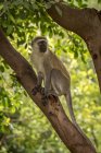 Grüner Affe (Chlorocebus pygerythrus) sitzt im Baum und schaut nach rechts, Serengeti-Nationalpark; Tansania — Stockfoto