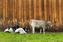 Cattle along a wooden barn wall; San Candido, Bolzano, Italy — Stock Photo