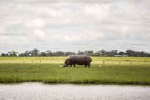 A rhinoceros grazing on grass with birds beside the Chobe River in Chobe National Park; Botswana — Stock Photo
