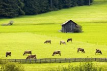 Pâturage de bovins dans une prairie alpine avec clôture en bois et petite grange ; Sesto, Bolzano, Italie — Photo de stock