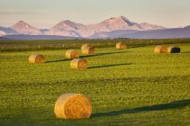 Hale bales in a cut field at sunrise with foothills and mountain range in the background and a blue sky, West of Calgary; Alberta, Canada — Stock Photo