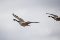 Літаючих Канадський гусей (Бранта canadensis); Валь-Марі, Саскачеван, Канада — стокове фото