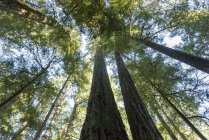 Взгляд вверх на деревья в старом ростовом лесу в Макмиллане, КэтсГроув, остров Ванкувер; Британская Колумбия, Канада — стоковое фото