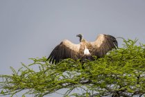 Buitre respaldado por blancos (Gyps africanus) extendiendo alas en ramas de árboles, Parque Nacional del Serengeti; Tanzania - foto de stock