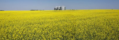 Большие металлические зерновые баки на цветущем поле канолы с голубым небом; Бейсекер, Альберта, Канада — стоковое фото