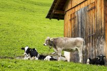 Bovins dans une prairie en pente avec grange en bois ; San Candido, Bolzano, Italie — Photo de stock