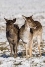 Red deer  ( Cervus elaphus ) and Fallow deer( dama dama ) standing side by side in snow; London, England — Stock Photo