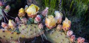 Flowers blossoming on a Prickly Pear Cactus plant (Opuntia violacca) in late spring; Sedona, Arizona, United States of America — Stock Photo