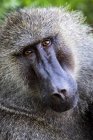 Primer plano del babuino de olivo macho (Papio anubis) mirando a la cámara; Tanzania - foto de stock