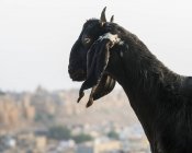 Una cabeza de cabra en primer plano con el Fuerte Jaisalmer en la distancia; Jaisalmer, Rajasthan, India - foto de stock