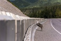 Stone sheep ( Ovis dalli stonei ) jumping over barrier along the Alaska Highway ; British Columbia, Canada — Stock Photo