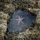 Una stella marina rosa (Asteroidea) galleggia in una piccola pozza di marea a Long Beach, Florencia Bay, Vancouver Island; British Columbia, Canada — Foto stock
