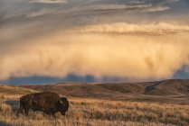 Bison (bison bison) pastzing at sunset, Grasslands National Park; Saskatchewan, Canada — стоковое фото