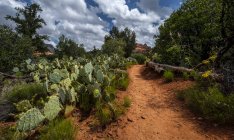 Uma trilha rochosa vermelha cercada por flores, plantas e árvores de cacto; Sedona, Arizona, Estados Unidos da América — Fotografia de Stock