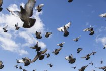 A flock of pigeons taking flight in a blue sky;Ulaanbaatar, Ulaanbattar, Mongolia — Stock Photo