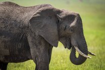 Elefante africano (Loxodonta africana) con tronco arricciato in bocca, Parco Nazionale del Serengeti; Tanzania — Foto stock