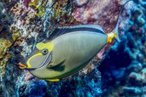 Orangespine Unicornfish (Naso lituratus) сфотографували а підводного плавання Kona Coast; Острів Гаваях, Сполучені Штати Америки — стокове фото