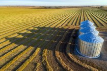 Vista aérea de cuatro grandes contenedores de granos metálicos y líneas de cosecha de canola al atardecer con largas sombras; Alberta, Canadá - foto de stock
