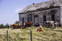 Vacas raivosas em frente a uma casa abandonada; Whale Cove, Nova Escócia, Canadá — Fotografia de Stock